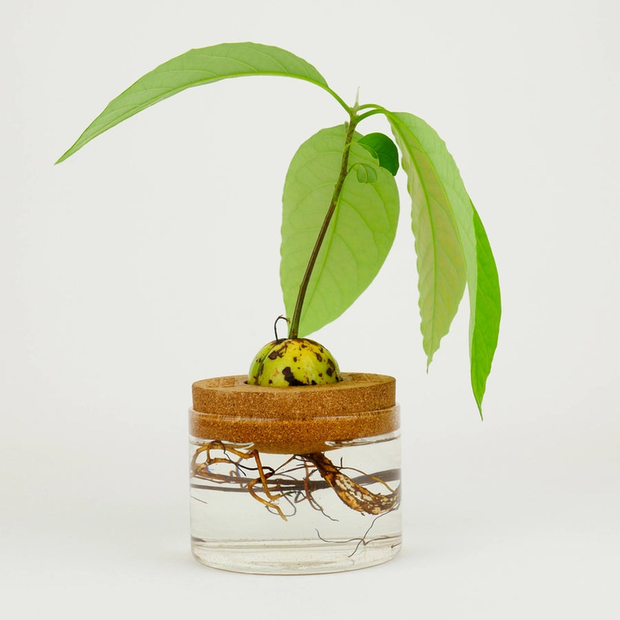 Jardinière flottante en liège avec noyau d'avocat en germination