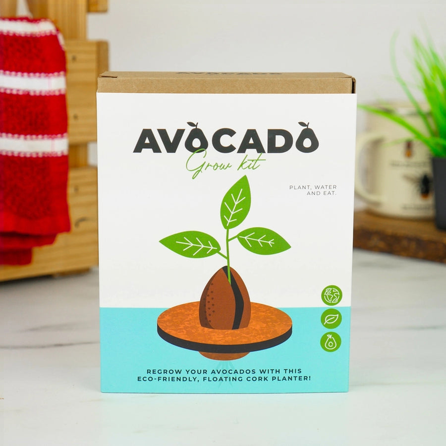 Jardinière flottante en liège avec noyau d'avocat en germination