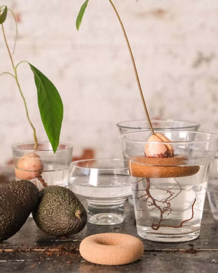 Bouée en plastique pour faire germer un noyau d'avocat