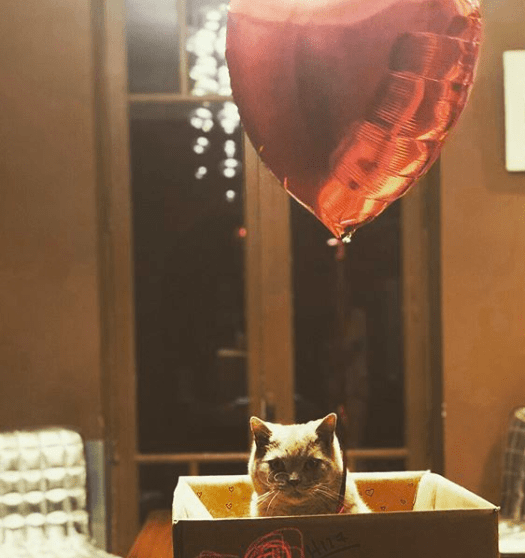 Mieux que des fleurs & les chats