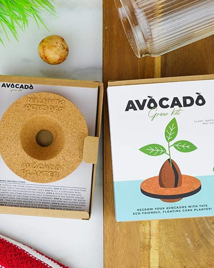 Jardinière flottante en liège avec noyau d'avocat en germination