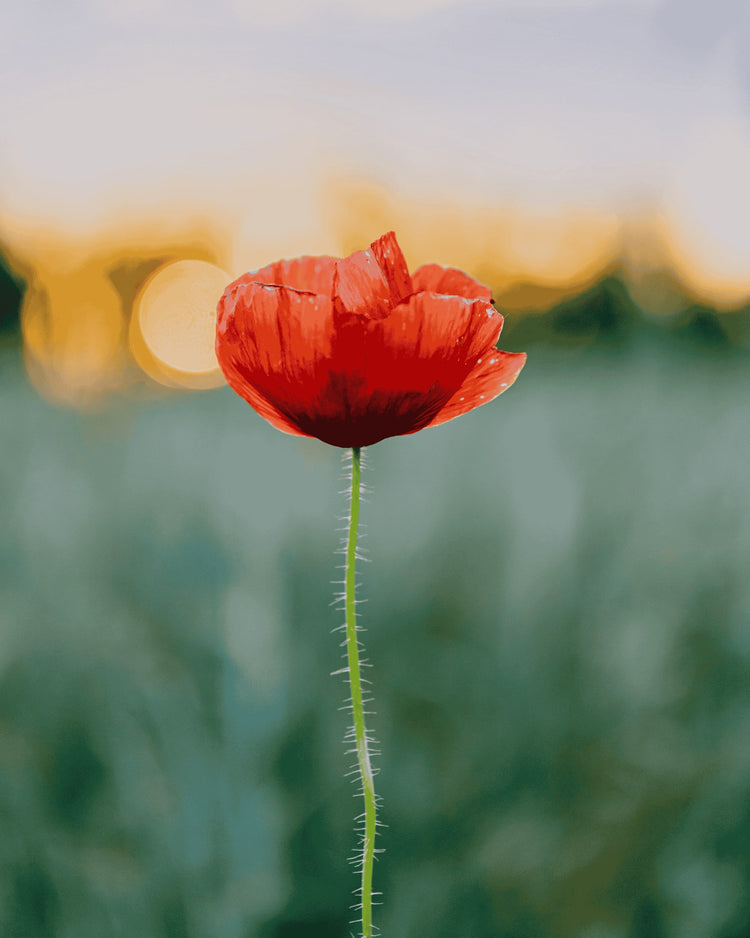 Bougie personnalisée avec photo, motif coquelicot en détail.