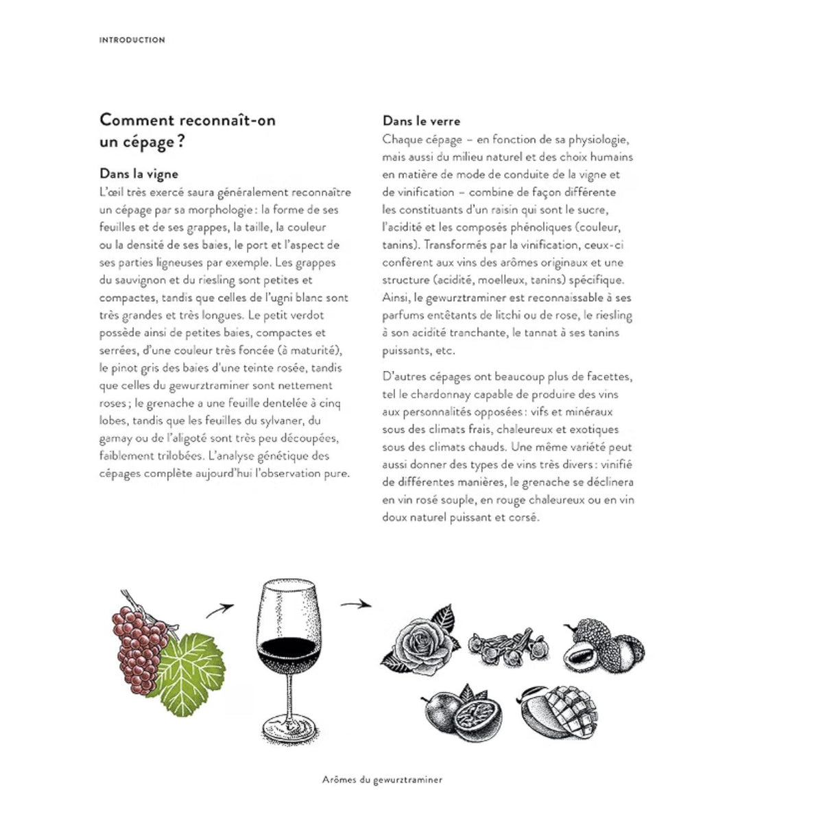 Couverture du livre sur les cépages du vin, avec illustrations colorées