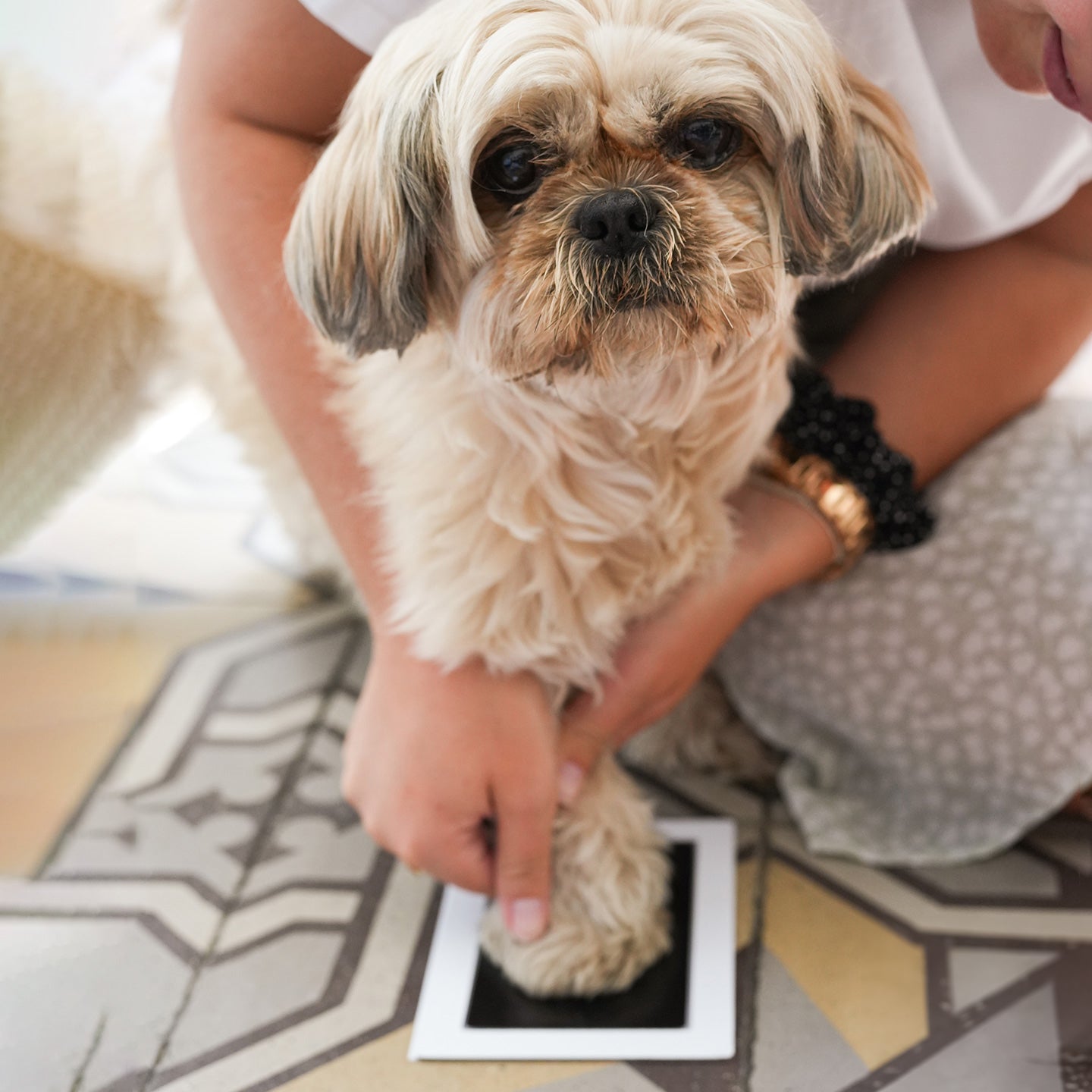 Kit permettant de réaliser l'empreinte détaillée de la patte d'un chien ou d'un chat