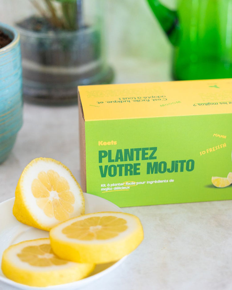Kit de jardinage pour cultiver basilic et menthe, vue de dessus.